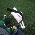 dog and mower.jpg dog and mower.jpg