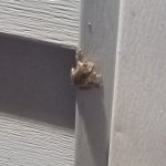 frog 2.jpg frog 2.jpg