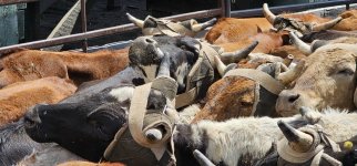 20250809_141036_copy_1600x747.jpg 20250809_141036_copy_1600x747.jpg