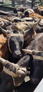 20250809_140740_copy_349x747.jpg 20250809_140740_copy_349x747.jpg