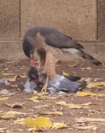 dinner1.jpg dinner1.jpg