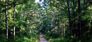 Sam_Houston_National_Forest_San_Jacinto_County_Texas_USA_October_2017.jpg