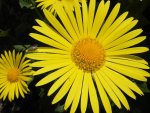 flowers 1.JPG