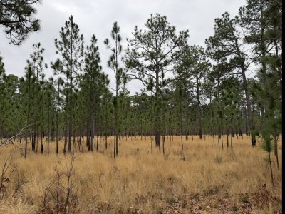 IMG_0053.jpeg IMG_0053.jpeg