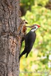 Woodpecker3.jpg