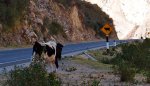 4-cow-road.jpg