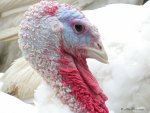 turkeys head©.jpg