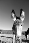 DSC00506.jpg