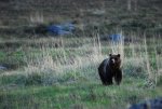 Grizzly web.JPG