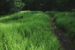 ferns_small.jpg