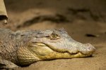 American Crocodile.jpg