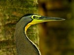 Bare-throated Tiger Heron.jpg