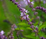 bee in flight-1.jpg bee in flight-1.jpg
