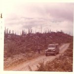 Baja Trees.jpg Baja Trees.jpg