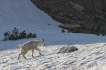 Snow goat 7D_4091.jpg