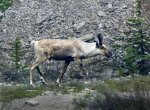 caribou.jpg