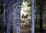 griz_thru-trees.jpg