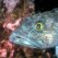 Codfish