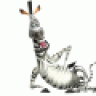 zebra