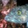 Codfish