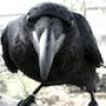 Corvus