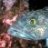 Codfish