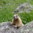 DesertMarmot